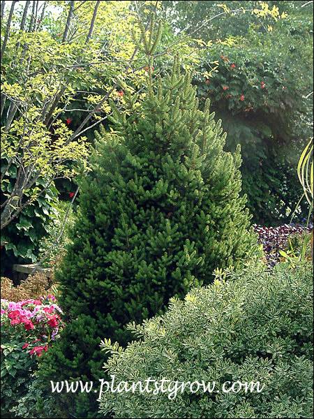 Compact Asselyn Norway Spruce (Picea abies
This plant was growing in some shade.